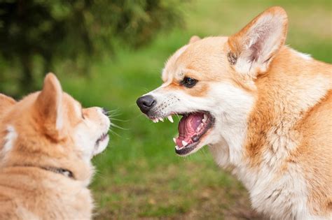 Why Most Female Dogs Fight With Each Other
