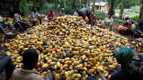 Child Labour Rising In Ghana And Cote Divoires Cocoa Farms Study