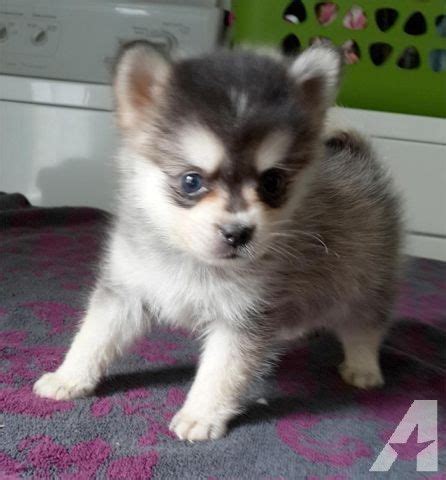 54 results for teacup cats. Pomsky Puppies ( only 10-12 lbs full grown! ) | Pomsky ...