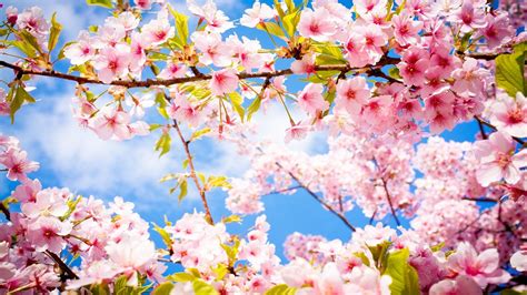 Pink Cherry Blossom Wallpaper 62 Images