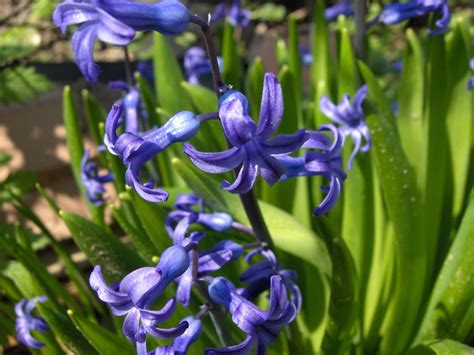 Check spelling or type a new query. Life Around Us: Spring Flowers