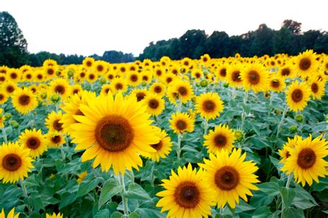 Sunflower Season The Daily Amy