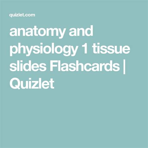 Anatomy And Physiology 1 Tissue Slides Flashcards Quizlet