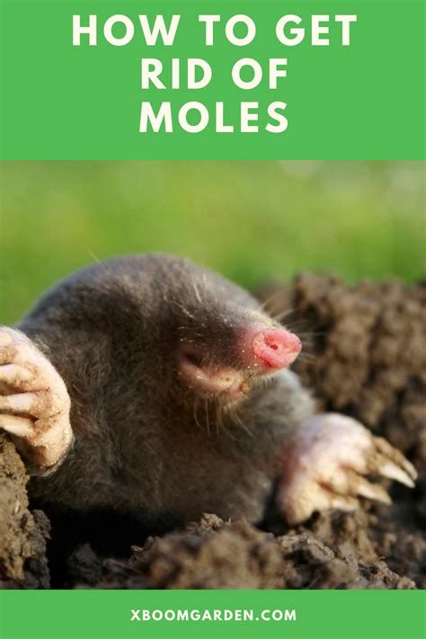 Scare moles and gophers away; How to get rid of moles in yard fast - Strolling across ...