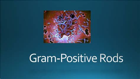 Ppt Gram Positive Rods Powerpoint Presentation Free Download Id