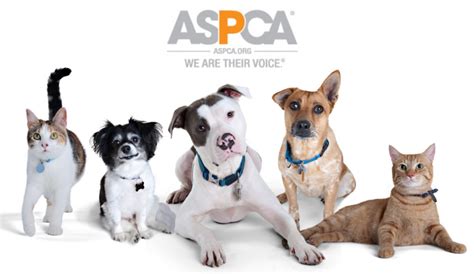 The Aspca Gives Animals A Voice All Year Round Pch Blog