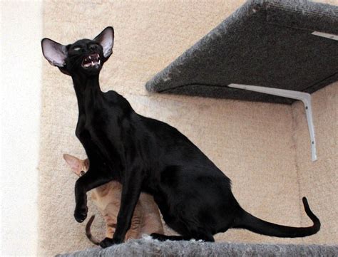 Don't miss what's happening in your neighborhood. Oriental shorthair cats C'Ria PU, female, OSH n, ebony ...