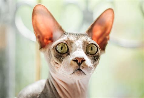 Sphynx Cats A Unique And Hairless Cat Breed Modern Cat