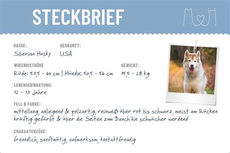 The complete siberian husky by chris & caroline kisko and sheila & simon luxmoore is ideal for those thinking of getting a siberian husky, as well as the athletic, powerful siberian husky has worked for man as a sled dog for more than 3,000 years. Siberian Husky Steckbrief | Charakter, Pflege & Haltung
