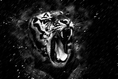 Black Tiger Android Wallpapers Wallpaper Cave