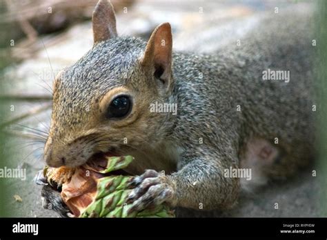 Squirrel Eating Acorn Stock Photo Alamy