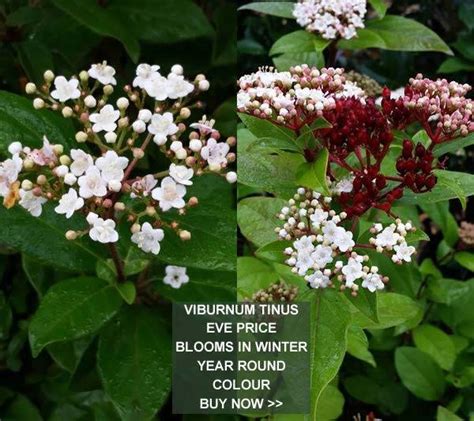 Winter Flowering Shrubs Uk Paramount Plants London