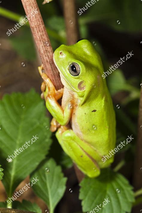 Common Green Tree Frog Litoria Caerulea Editorial Stock Photo Stock