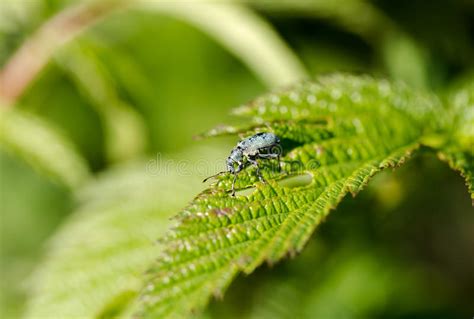 Garden Pest Otiorhynchus Eats Green Leaf Macro Stock Image Image