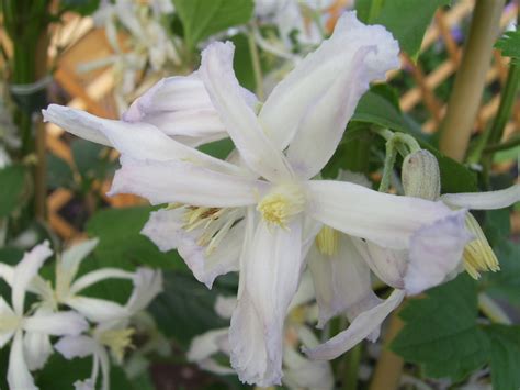 Clematis of the month for december 1999. Herbaceous clematis ... www.clematis.be...