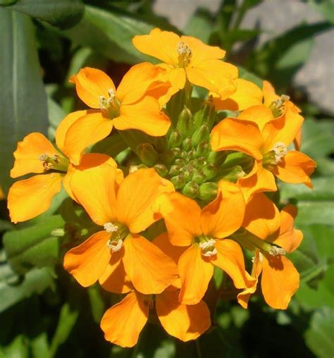 We did not find results for: A sweet smelling Erysimum | Flowers, Plants, Garden