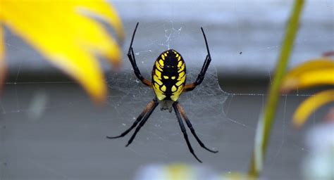 The garden spiders weave large flat webs suspended between plants, across paths the european garden spider is recognized by its large tan and gray body with mottled tan or brown markings. Black & Yellow Garden Spider