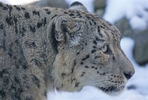 Snow Leopard 1160977960720 Pixabay Cc0572x387