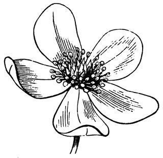 Learn how to draw simple flower line pictures using these outlines or print just for coloring. Anemone Flower | ClipArt ETC