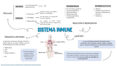 Arriba Imagen Mapa Mental Sobre El Sistema Inmune Abzlocal Mx Hot Sex Picture