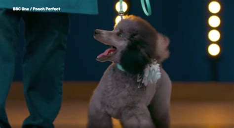 Pooch Perfect Viewers ‘chuffed For Best In Show Lakhi Over Puppy Task