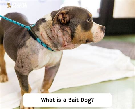 What Is A Fighting Bait Dog Cats And Dogs