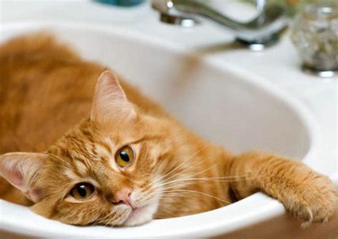 Most older cats do not get along with other cats! Why Cats Need Baths ? - Dr. McGrath's
