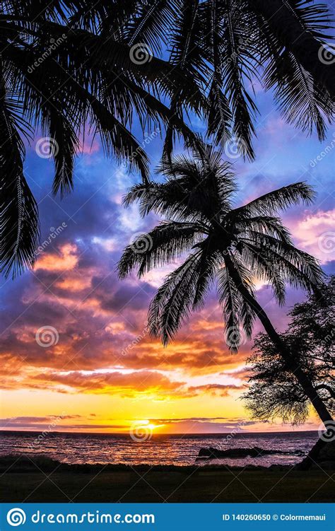 Palm Tree Colorful Sunset Maui Hawaii Stock Photo Image Of Beautiful