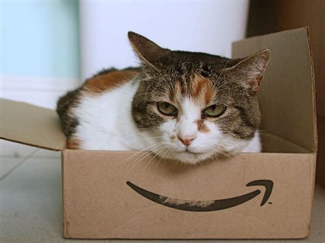 It's important for cats to have a varied life to. What's Up With That: Why Do Cats Love Boxes So Much? | WIRED