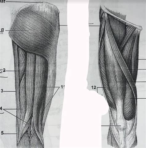 Muscles Of The Lower Extremity Posterior View Diagram Quizlet My XXX