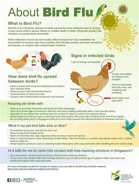 Why Bird Flu Virus Has So Many Strains And What It Means For Humans