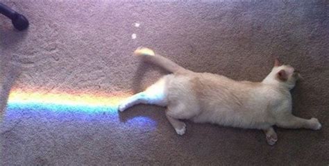 Real Life Nyan Cat Funny Pictures Quotes Pics Photos