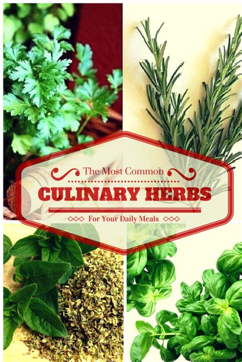 Cooking With Herbs The Most Common Culinary Herbs You Can Use To Add