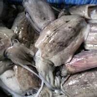Cuttlefish At Best Price In Visakhapatnam By Ashraya Marine Foods ID