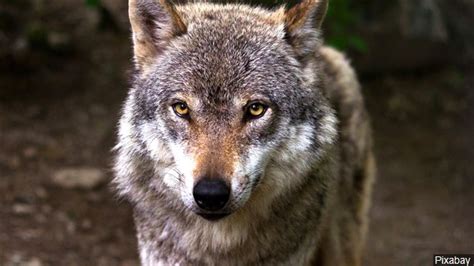 Washington Wildlife Officials Authorize Killing Of Two Wolves Kxl