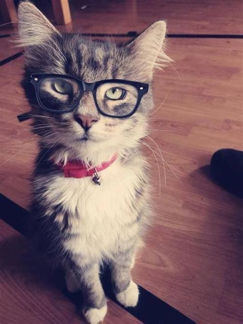 Hipster Cat Cute Animals Pinterest