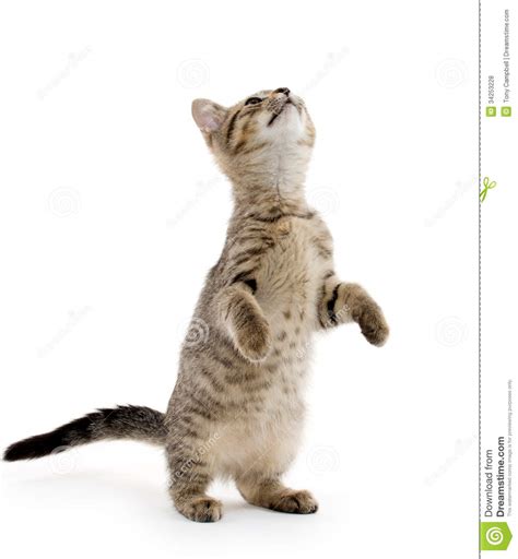 Cute Tabby Kitten Stock Photo Image Of Leaping Jumping