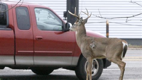 Ohio Wildlife Officials Seek Help Tracking Deer Disease