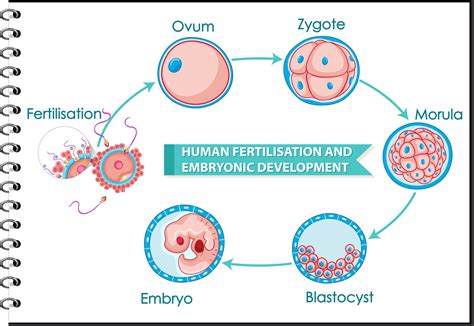 Human Fertilisation And Embryonic Development Vector Art At Vecteezy