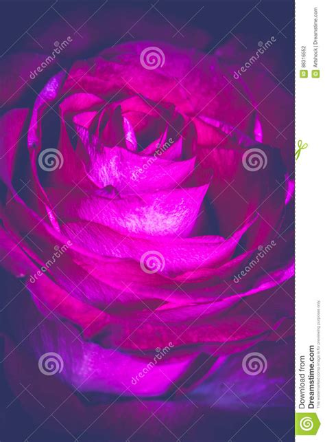 Red Rose Macro Retro Stock Photo Image Of Botanical 88316552