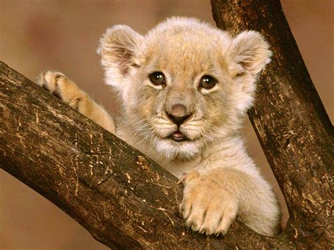 Cute Lion Cubs Lion Cubs Photo 36139510 Fanpop