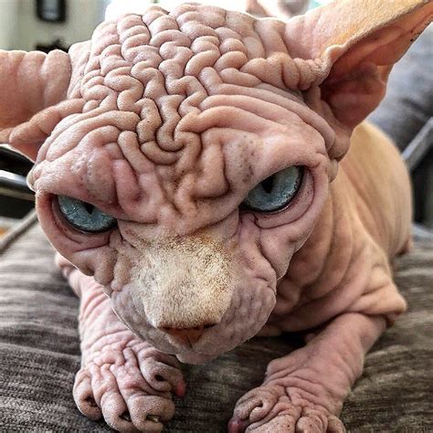 Extra Wrinkly Sphynx Kitty Called The World S Scariest Cat Is Actually Very Sweet Cute
