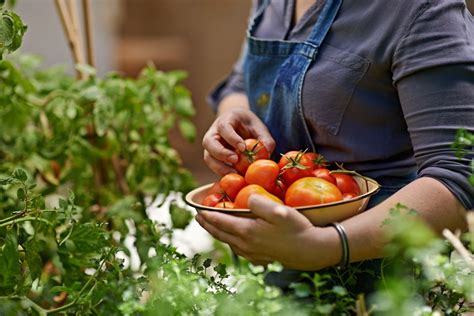 Complete Guide To Growing Organic Tomatoes