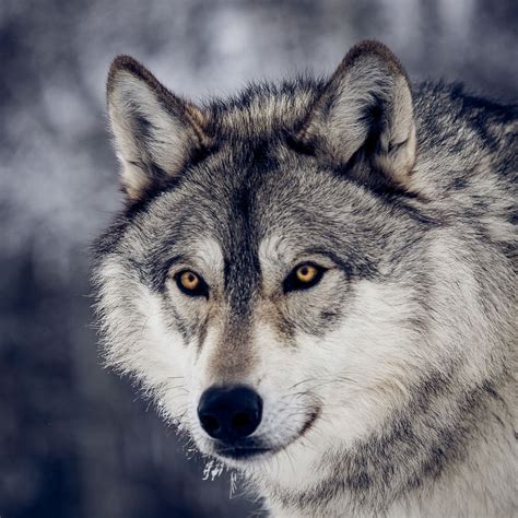 Portrait Of A Wolf Wolf Dog Wolf Photos Wolf Spirit Animal