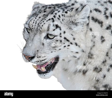Snow Leopards Portrait Stock Photo Alamy