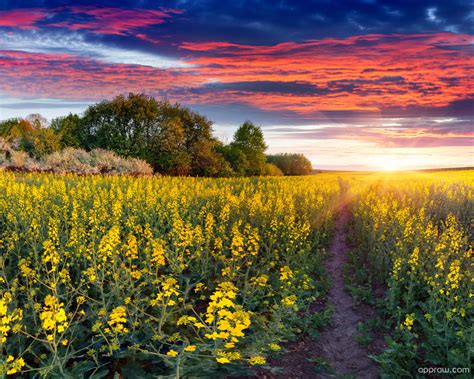 Field Of Yellow Canola Flowers Wallpaper Download Sunset Hd Wallpaper