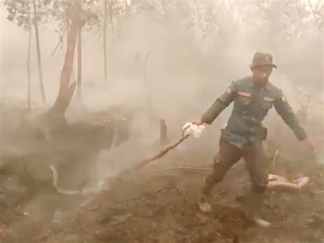 Giant 30 Foot Wild Snakes Dɪᴇ Trying To Esᴄᴀᴘᴇ Indonesias Forest Fires