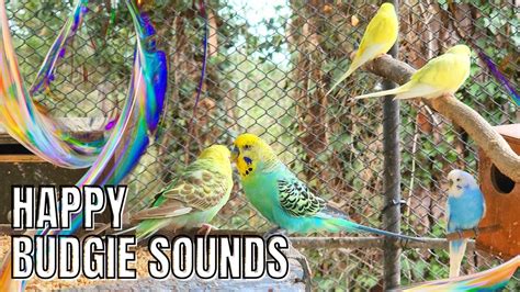 Happy Budgie Sounds For Lonely Budgies Birdsounds Budgies Parrot Parakeet Aviary Happy