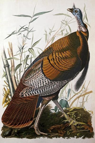 john james audubon wild turkey male art print global gallery
