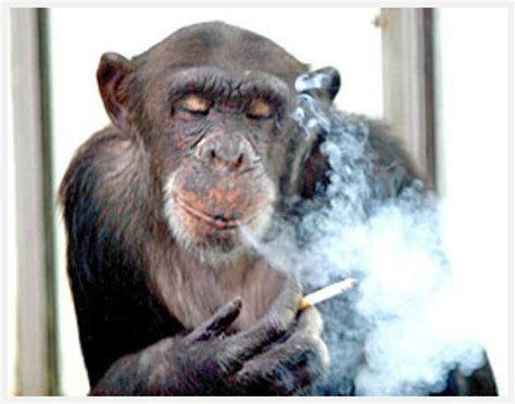 Monkey Smoking Blank Template Imgflip